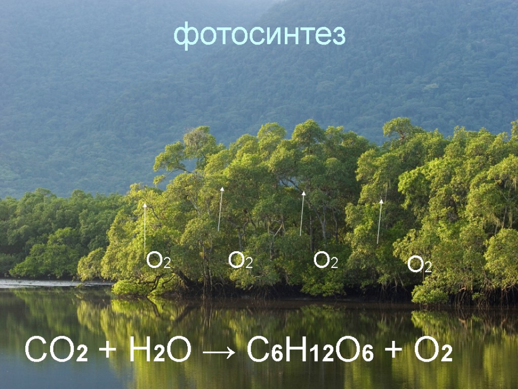 фотосинтез О2 О2 О2 О2 CO2 + H2O → C6H12O6 + O2